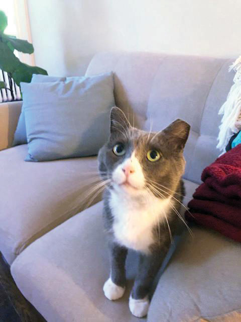 Gregor